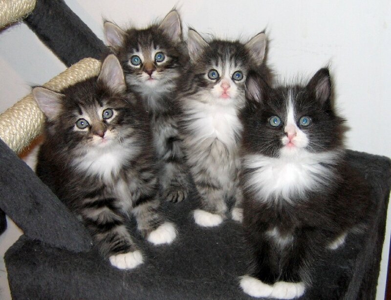 Four Kittens on Cat Tree