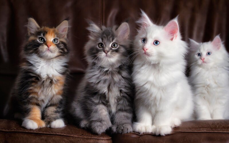Four Kittens on Couch — Brown, Calm