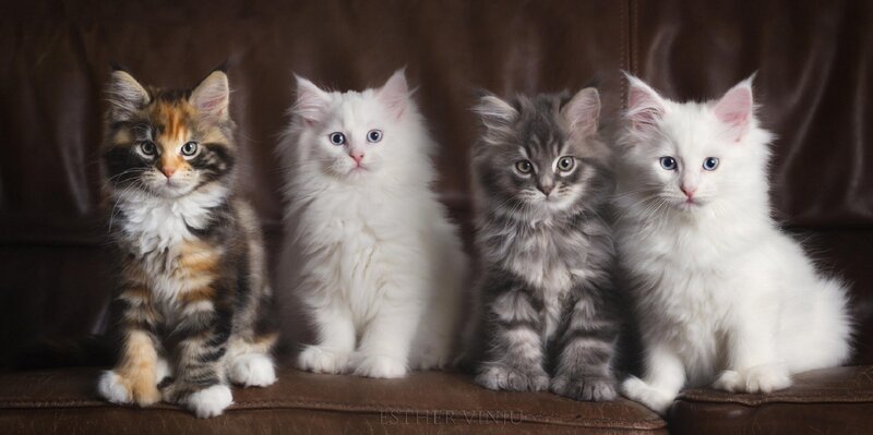 Four Kittens on Couch — Brown