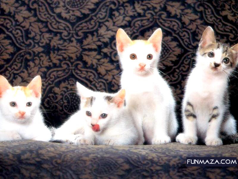 Four Kittens on Couch