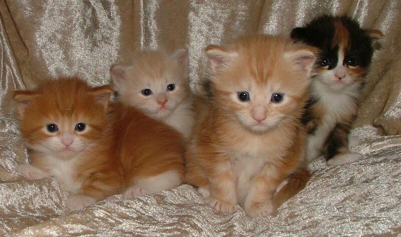 Four Kittens on Fabric