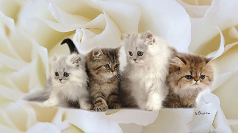 Four Kittens on Flowers