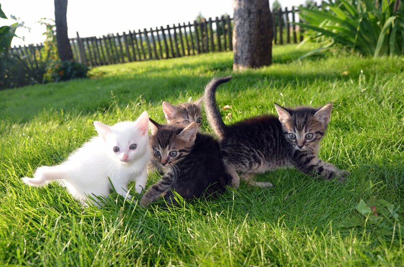 Four Kittens on Grass