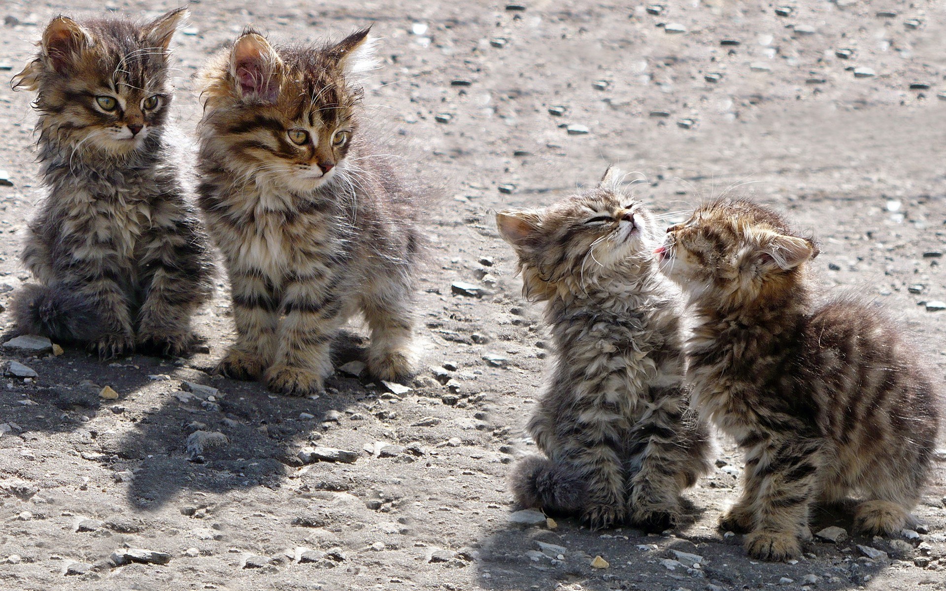 four kittens on gravel