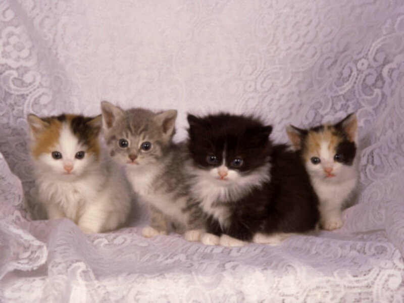 Four Kittens on Lace