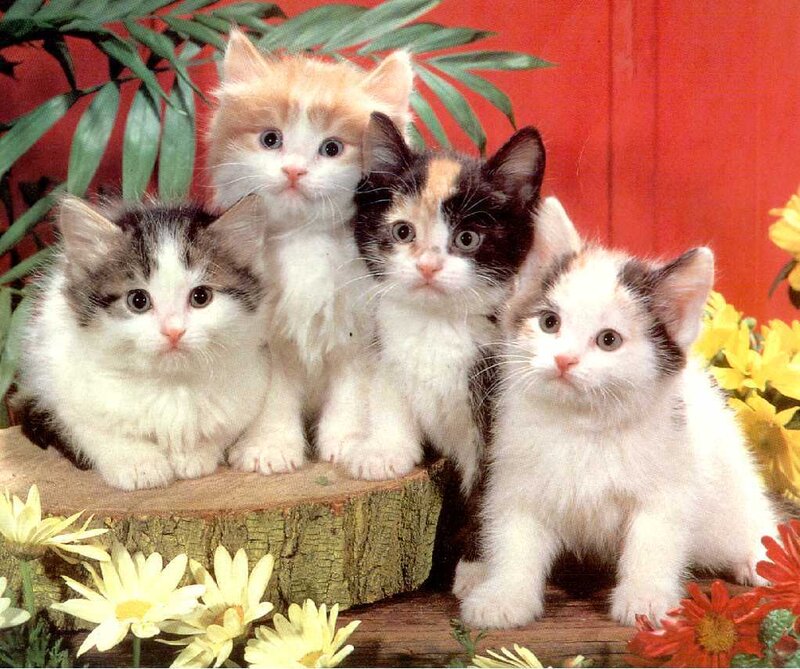 Four Kittens on Log