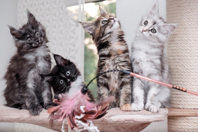 Four Kittens on Perch