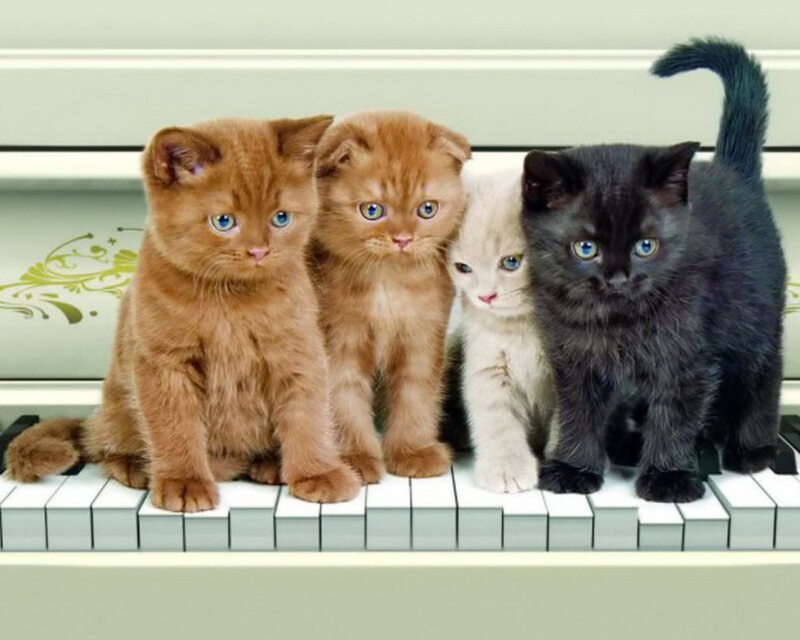 Four Kittens on Piano — Brown
