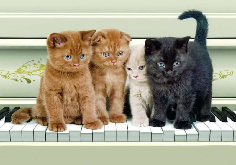Four Kittens on Piano