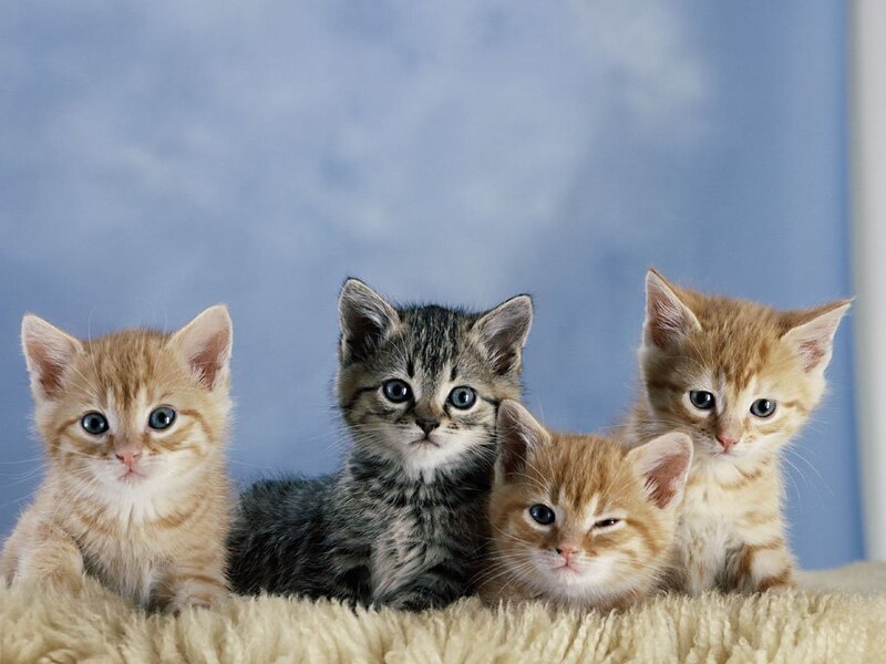 Four Kittens on Rug