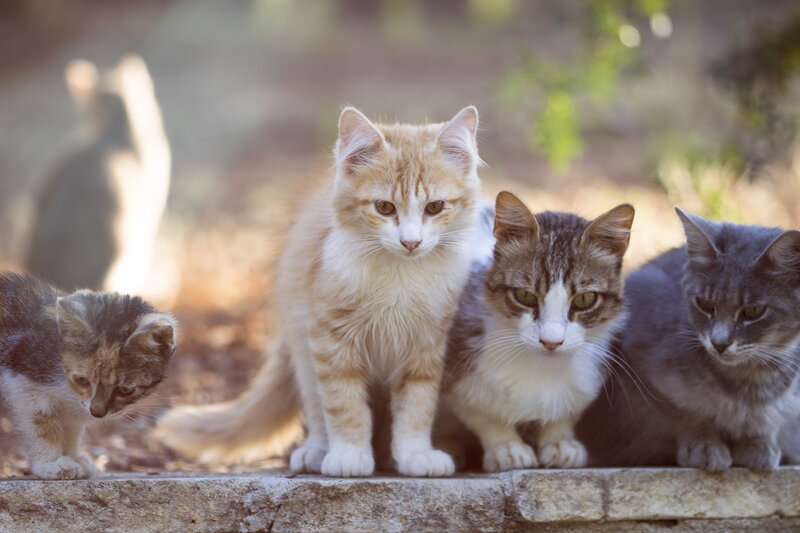 Four Kittens on Stone