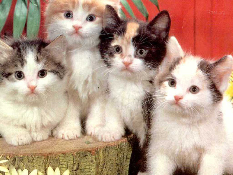 Four Kittens on Stump