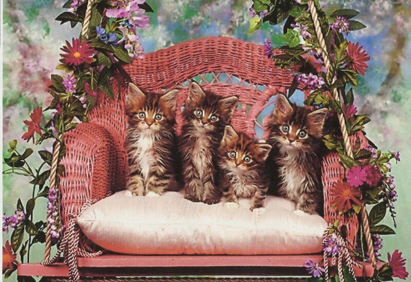 Four Kittens on Swing