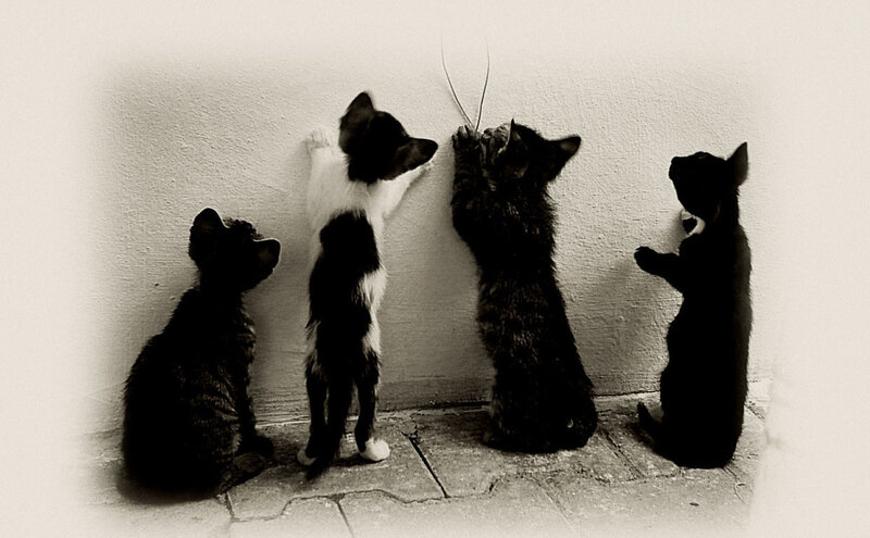 Four Kittens Playing — Black