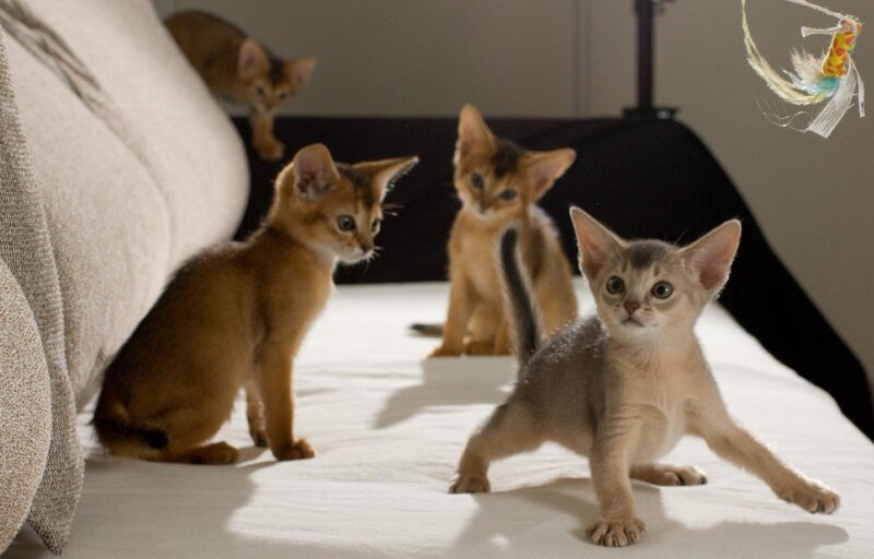 Four kittens playing on a bed
