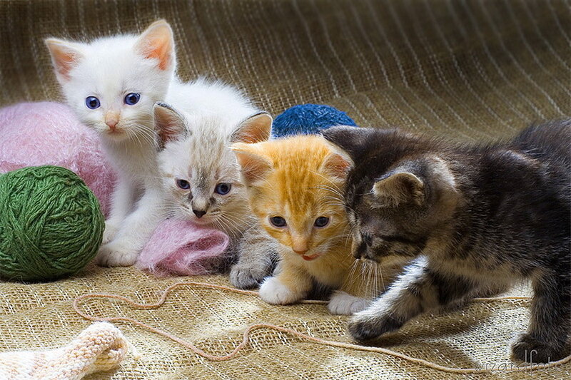 Four Kittens Playing