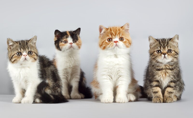 Four Kittens Sitting — Gray
