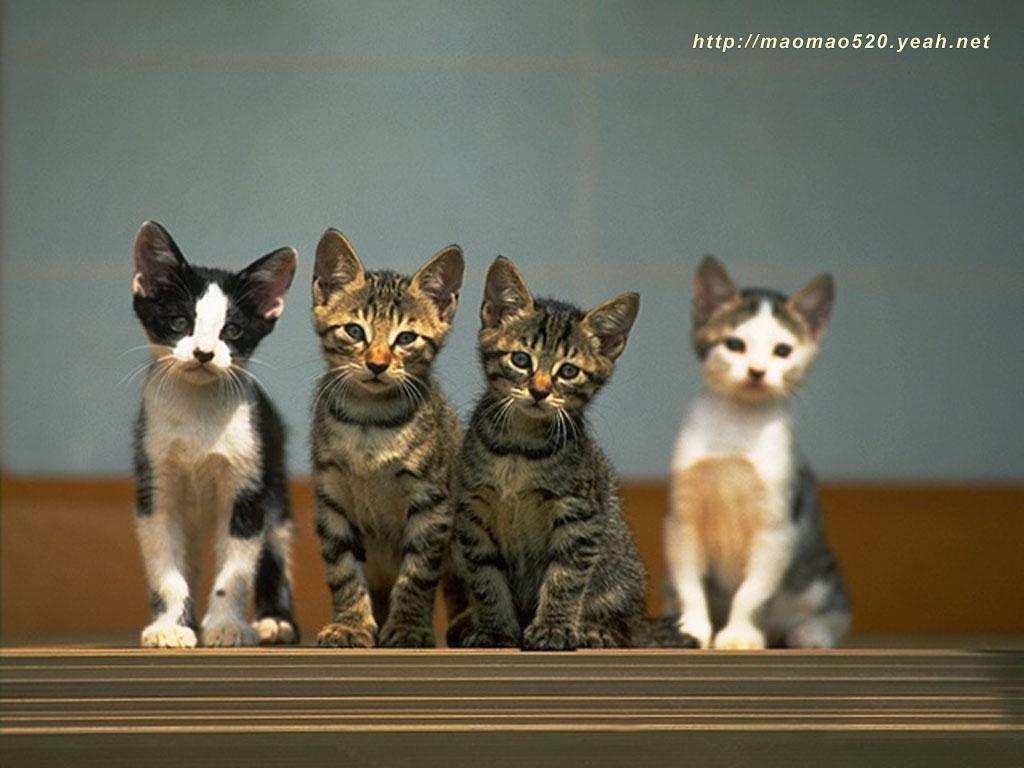 four kittens sitting in a row