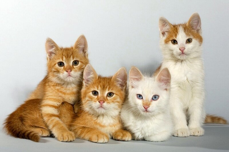Four Kittens Sitting