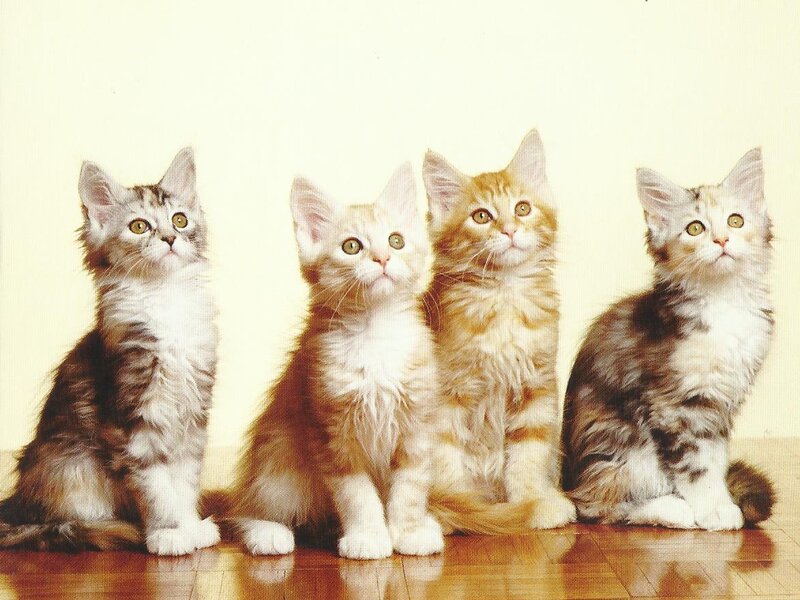 Four Kittens Sitting — White