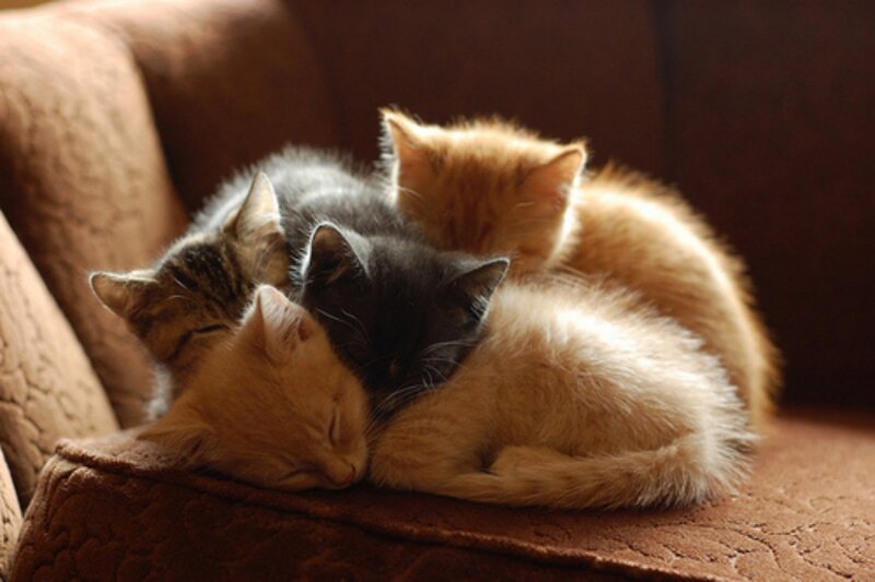 Four Kittens Sleeping — Brown