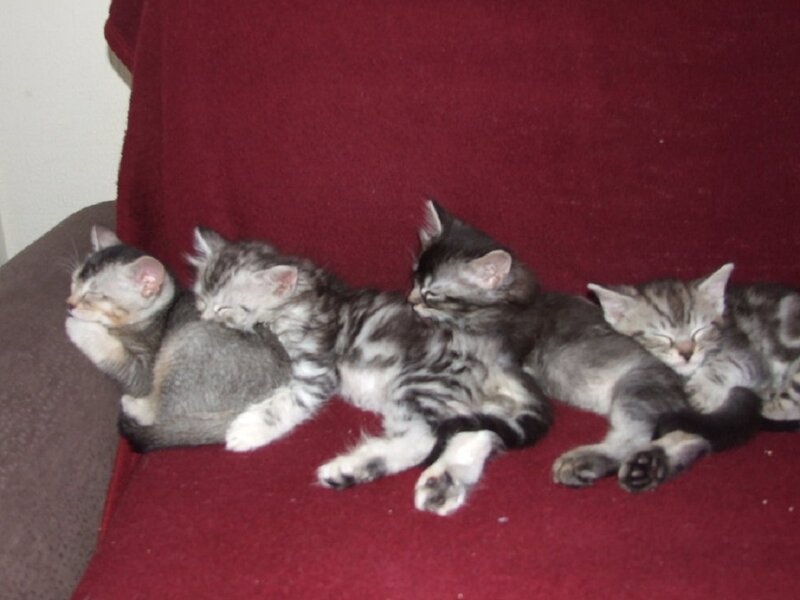 Four Kittens Sleeping — Red