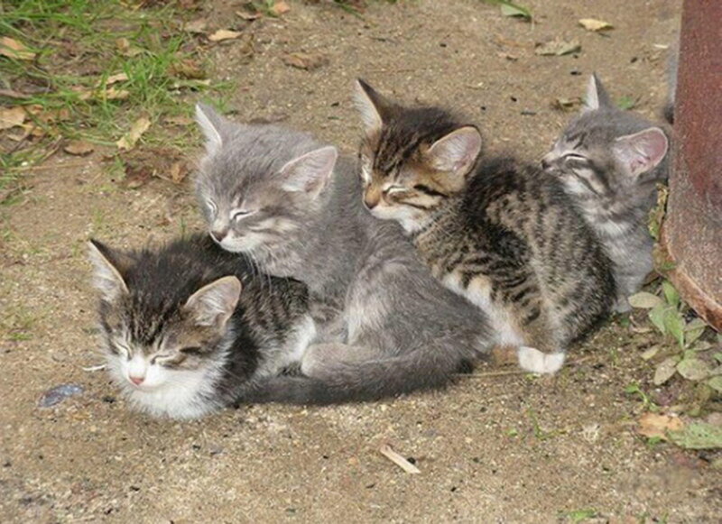 Four Kittens Sleeping