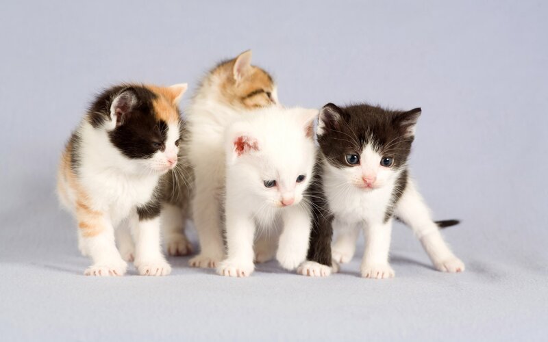 Four Kittens Standing — Calm