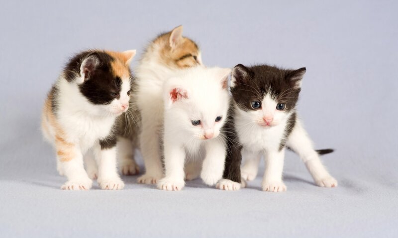Four Kittens Standing — Photograph