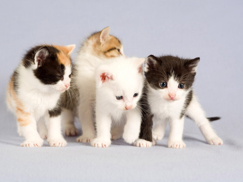 Four Kittens Standing