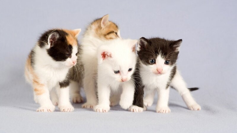 four kittens standing together