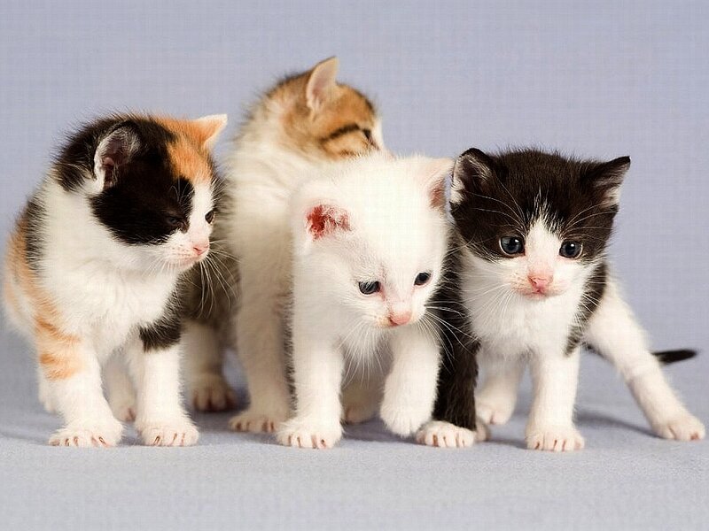 Four Kittens Standing — White, Calm, Photograph, Background