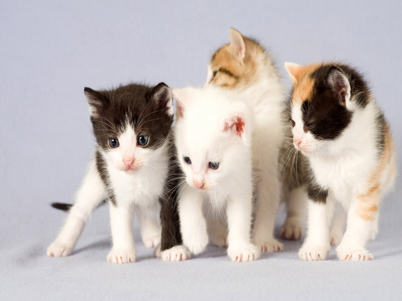 Four Kittens Standing — White, Calm, Photograph, Blue Background