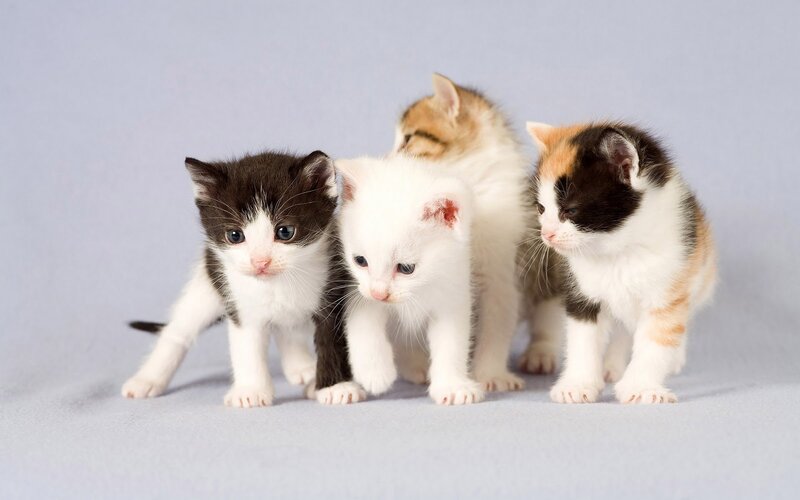 Four Kittens Standing — White, Calm