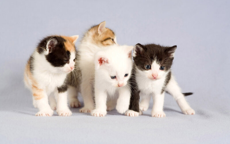 Four Kittens Standing — White