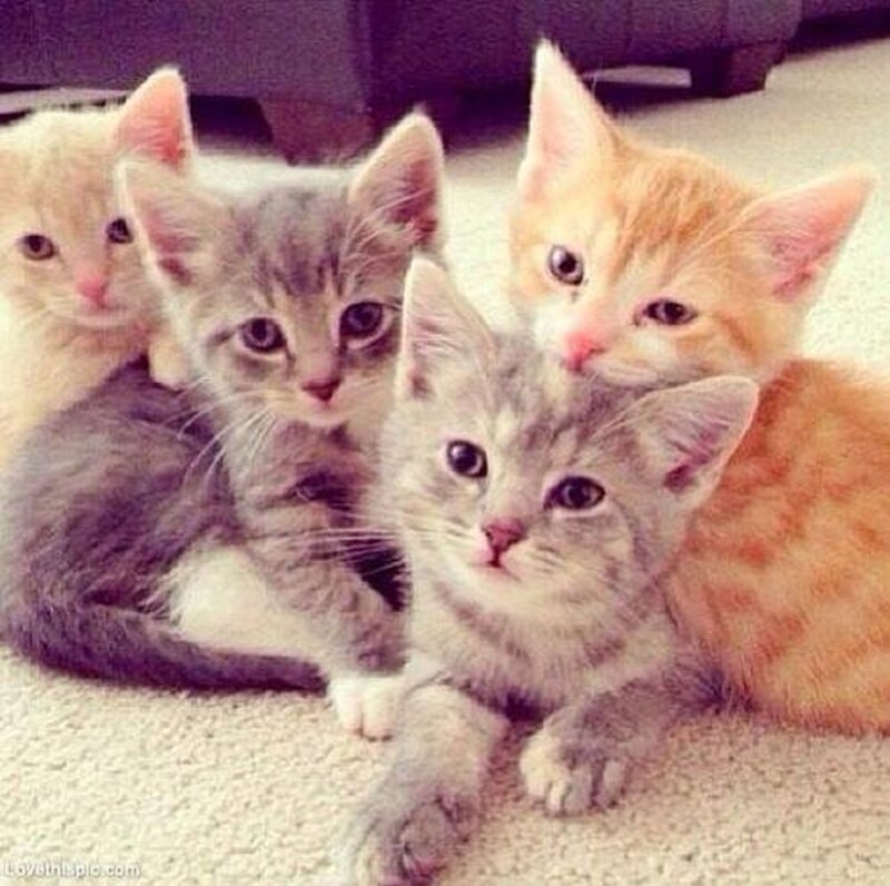 Four Kittens Together