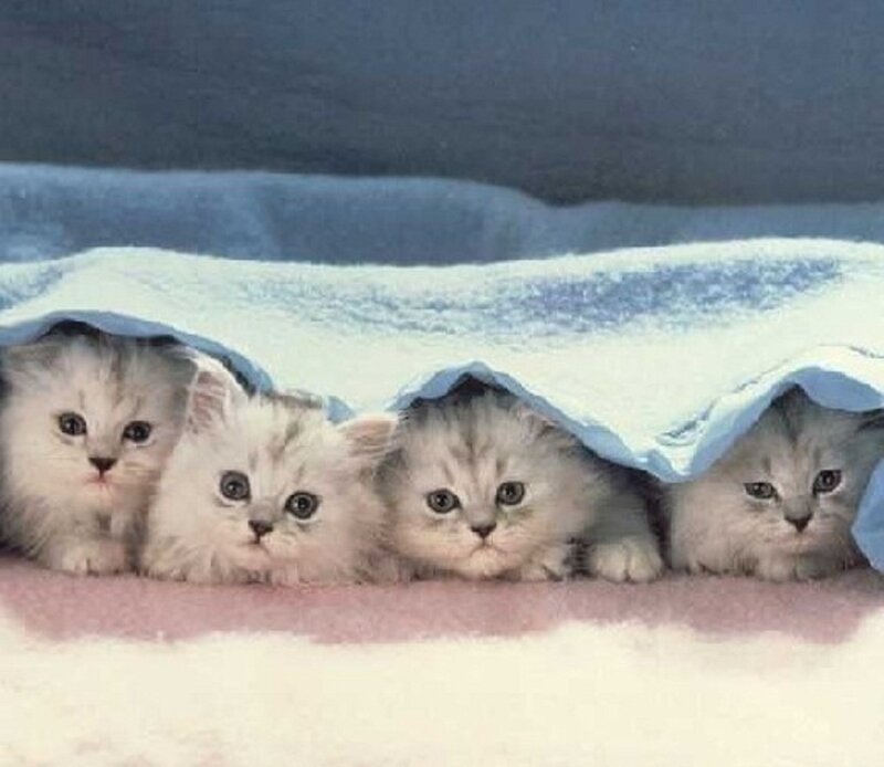 Four Kittens under Blanket