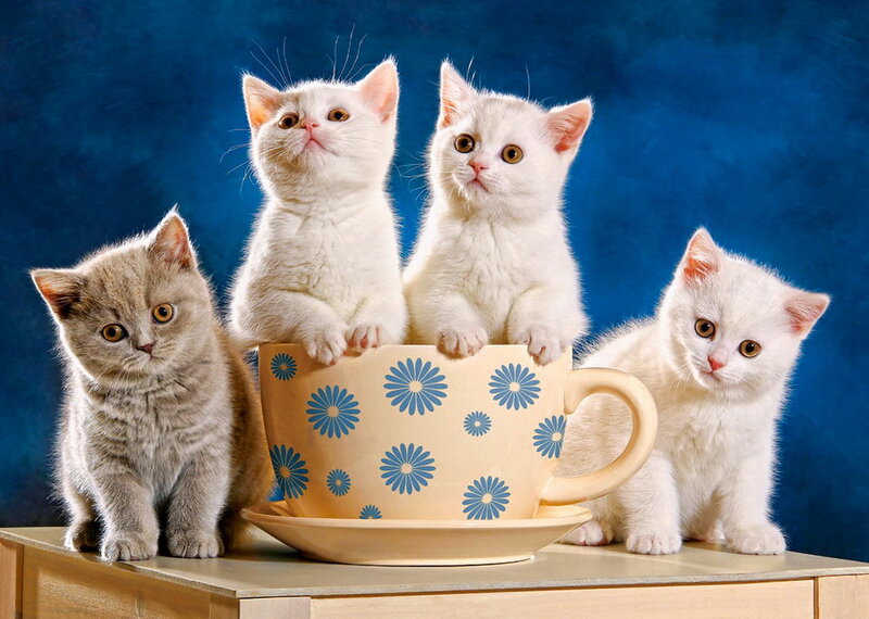 Four Kittens with Teacup