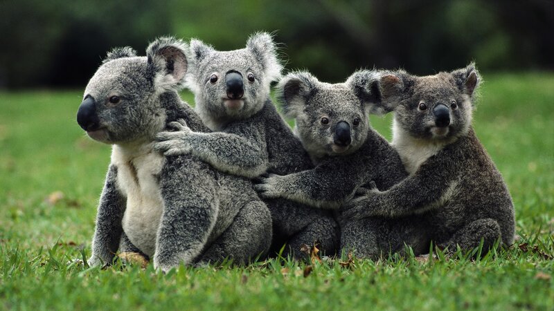 Four Koalas Hugging — Green, Calm, Afternoon