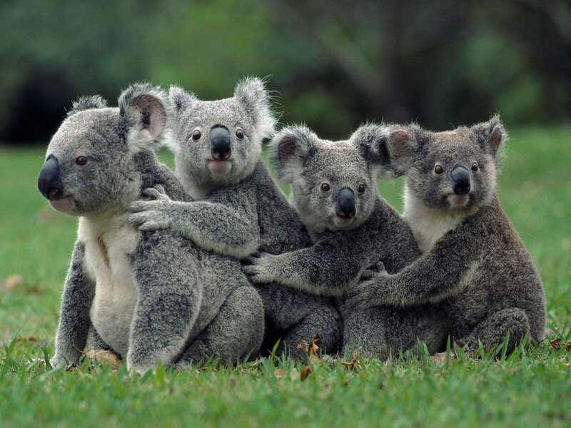 Four Koalas Hugging — Green, Calm