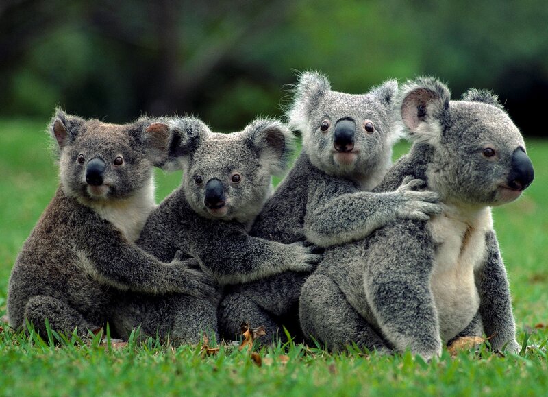Four Koalas Hugging — Green