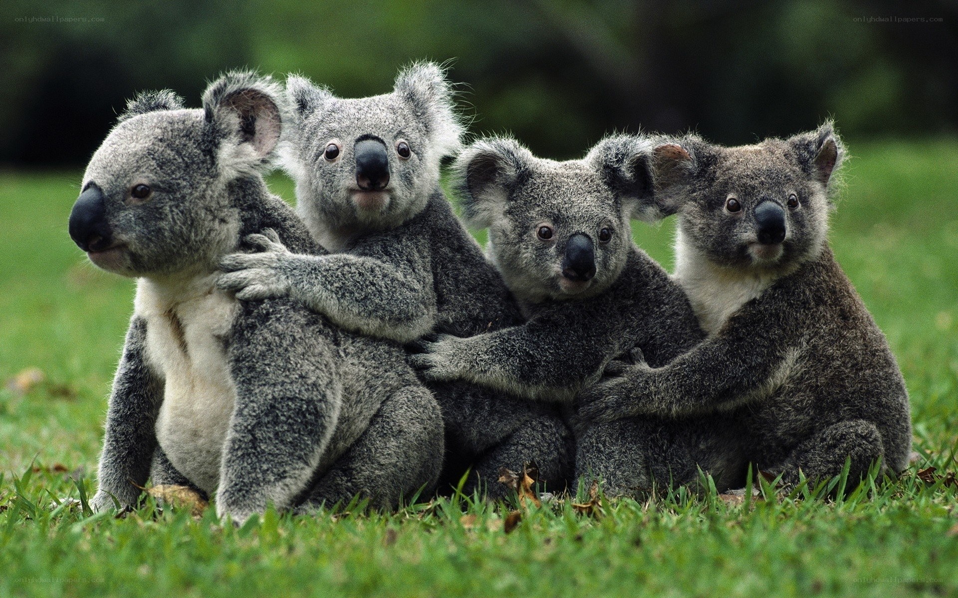 four koalas hugging on grass