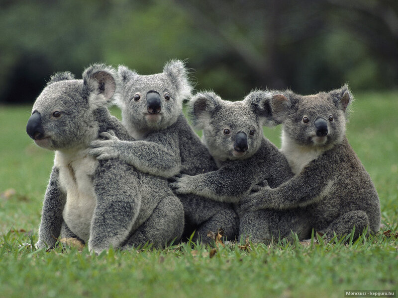Four Koalas Sitting