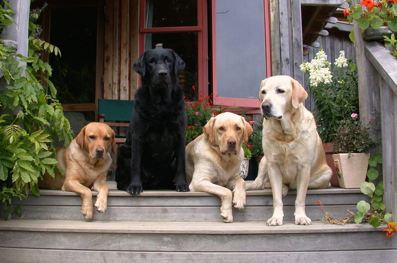 Four Labrador Dogs