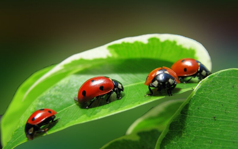 Four Ladybugs on Leaf