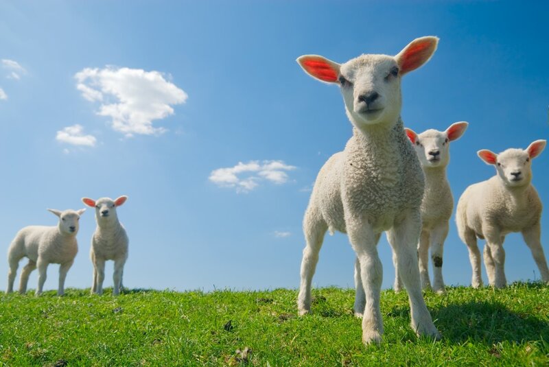 Four Lambs on a Hill — Green