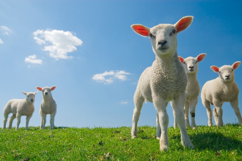 Four Lambs on a Hill