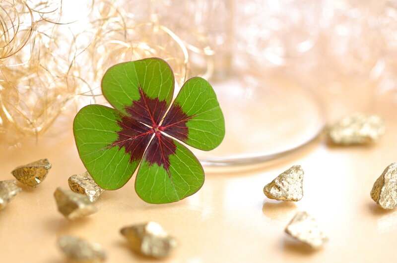 Four-leaf Clover — Green, Calm, Photograph, Gold Nuggets