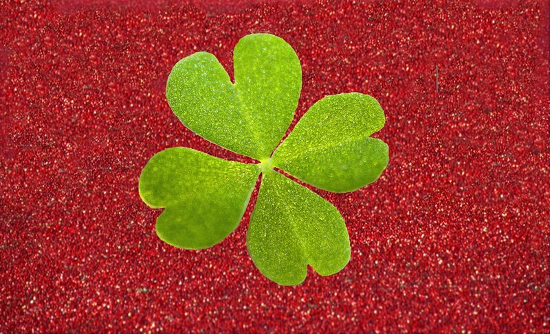 Four-leaf Clover — Green, Calm, Photograph, Red Glitter