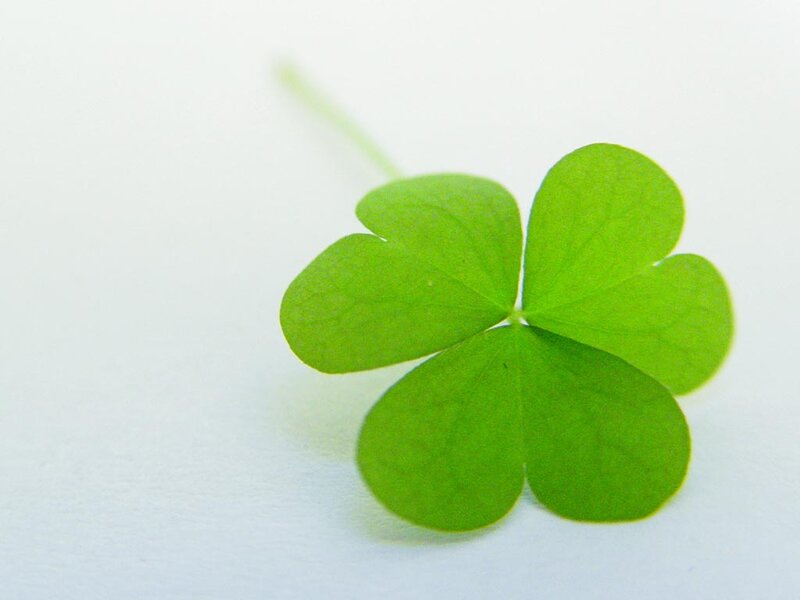Four-leaf Clover — Green, Calm, Photograph, Stem